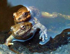 frog-love-Ech-ket-doi.jpg