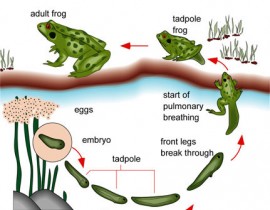 life-cycle-of-a-frog-Vong-doi-ech.jpg