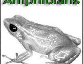 Lop-luong-cu-amphibians.jpg