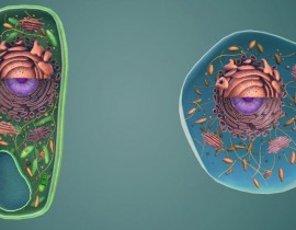 Hình ảnh về Vi khuẩn  - KHTN lớp 6