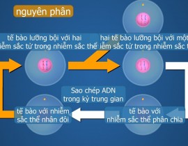 Hình ảnh về quá trình Nguyên phân - Môn KHTN