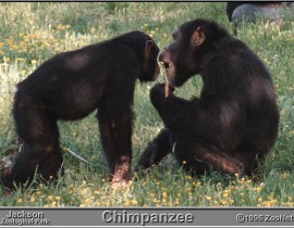Tinh-tinh-Vuon-chimpanzee.jpg