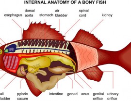 Cau-tao-trong-cua-ca-Inter-anatomy-of-a-body-fish.jpg