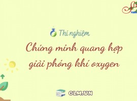 Thí Nghiệm Chứng Minh Quang Hợp Giải Phóng Khí Oxygen | KHTN 7